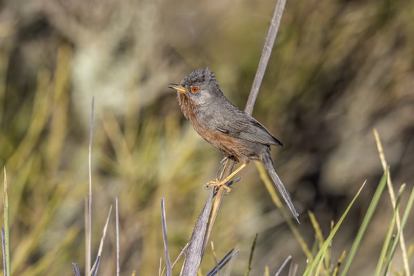Dartford Warbler
