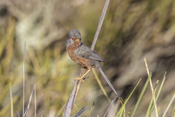 Dartford Warbler