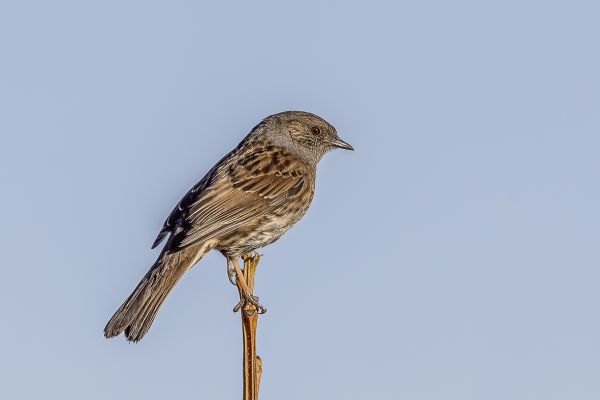 Hedge Accentor