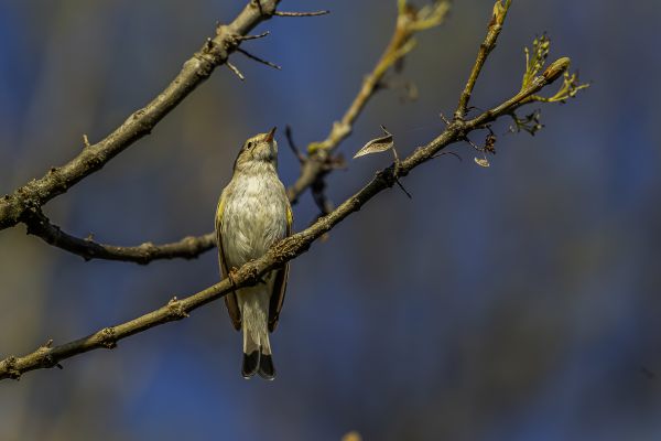 Melodious Warbler