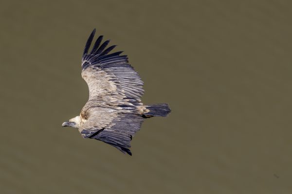 Eurasian Griffon