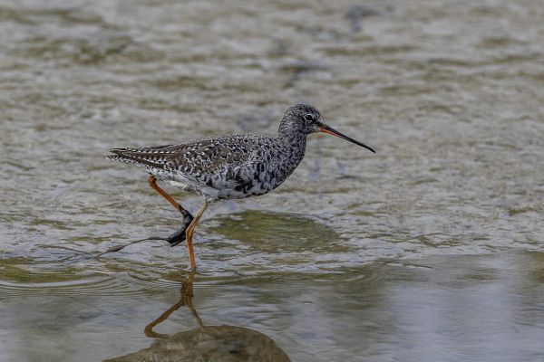 Spotted Redshank