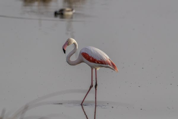 Greater Flamingo