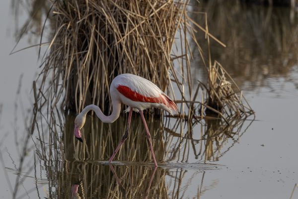Greater Flamingo