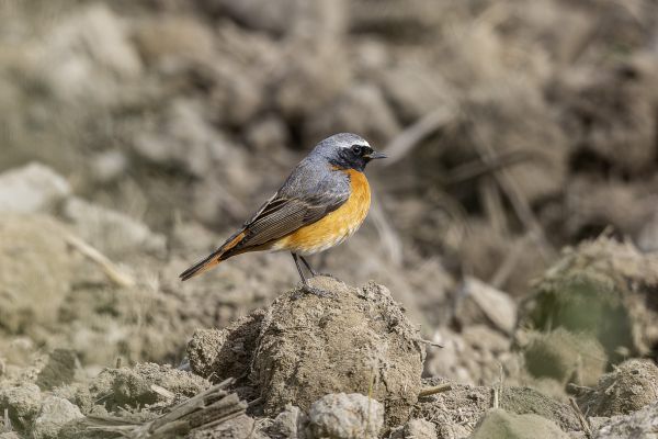 Common Redstart