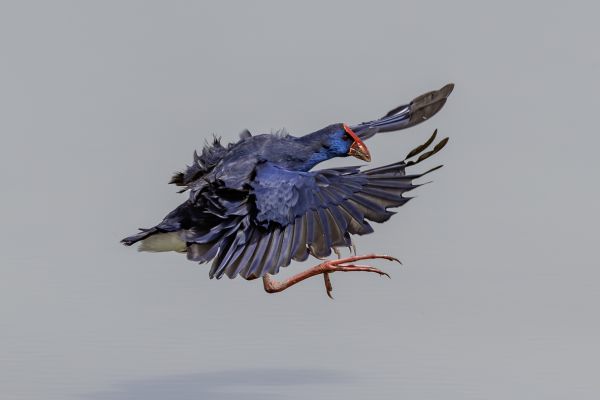 Purple Swamphen