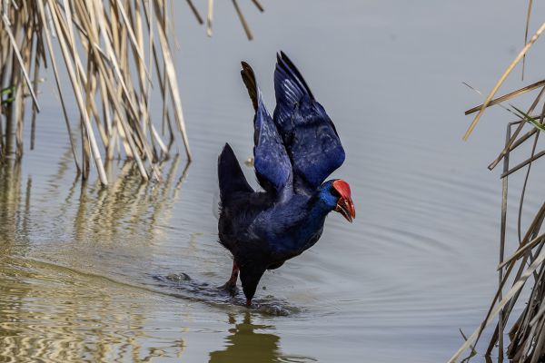 Purple Swamphen