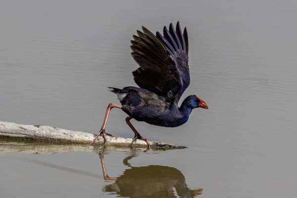 Purple Swamphen