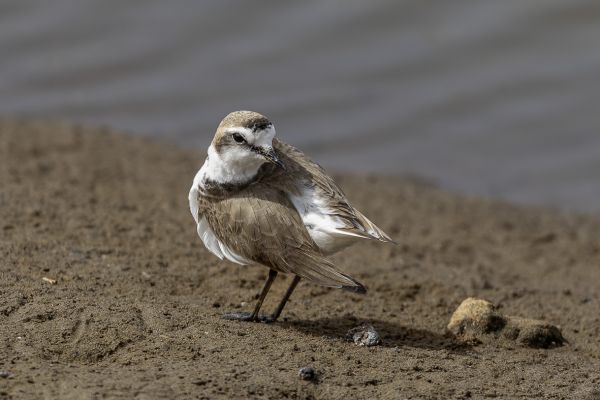 Kentish Plover