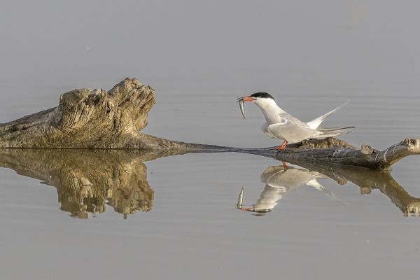 Common Tern