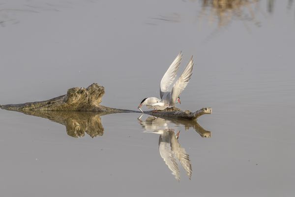 Common Tern