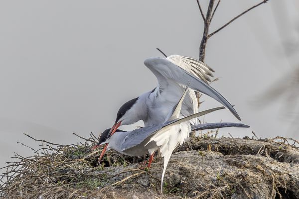 Common Tern
