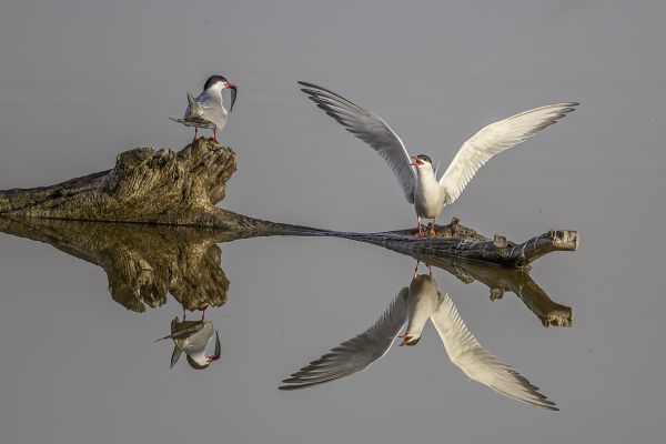 Common Tern