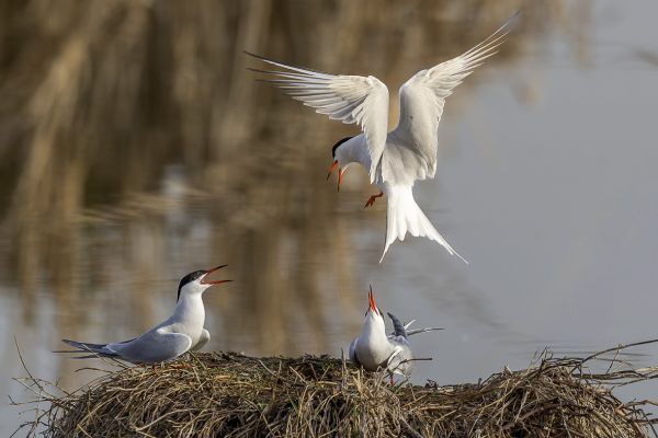 Common Tern