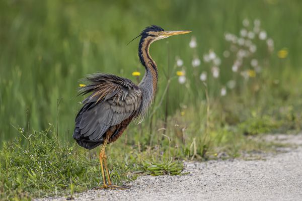 Purple Heron