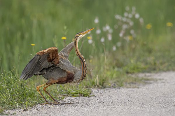 Purple Heron