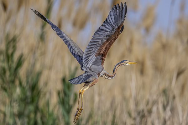 Purple Heron