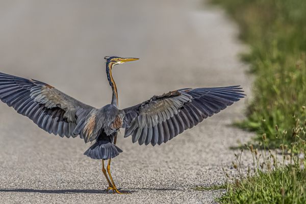 Purple Heron