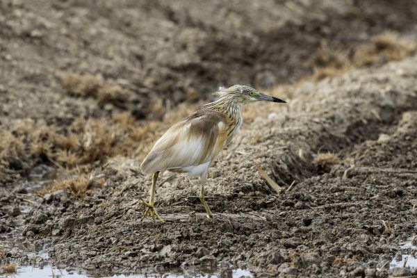 Squacco Heron