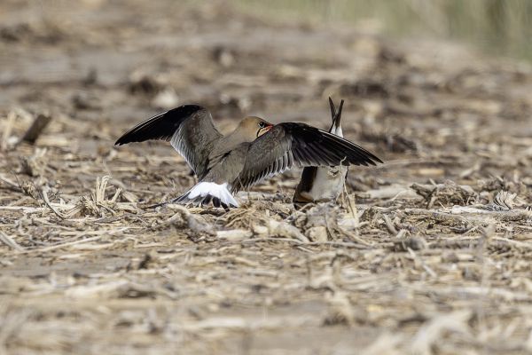 Fork-tailed plover