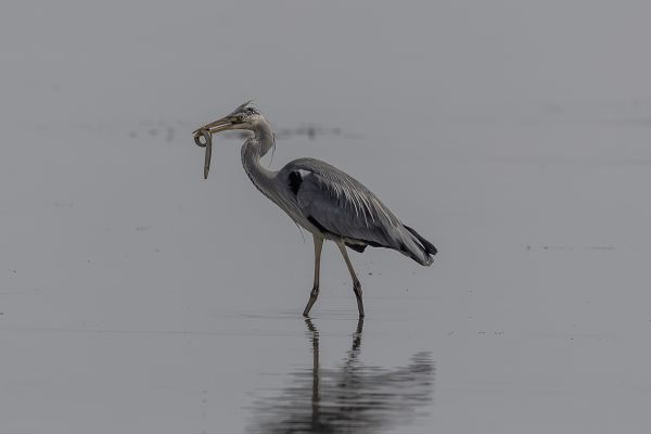 Grey Heron