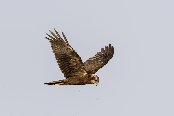 Western Marsh-Harrier