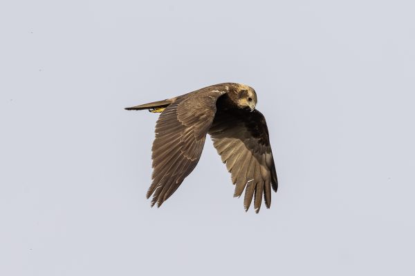 Western Marsh-Harrier