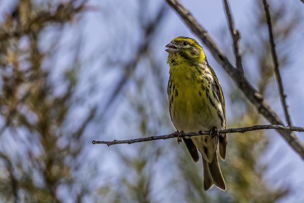 European Serin