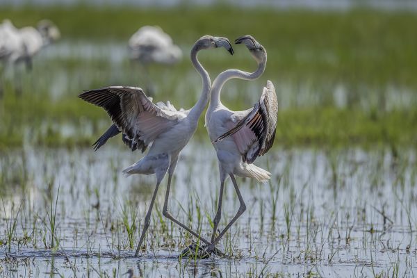 Greater Flamingo