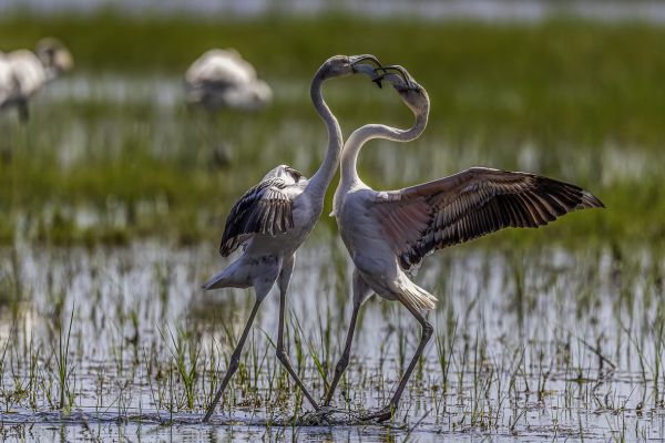Greater Flamingo
