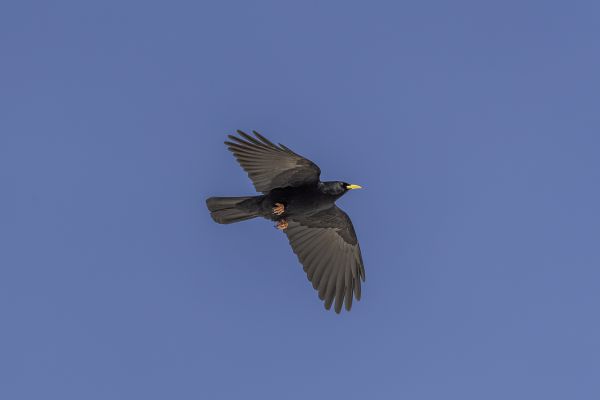 Yellow-billed Chough