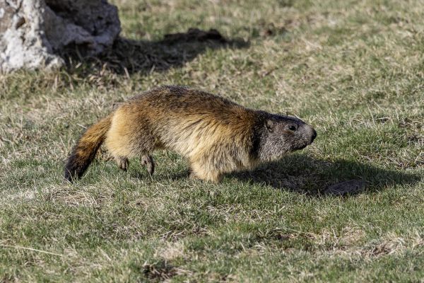 Alpine Marmot