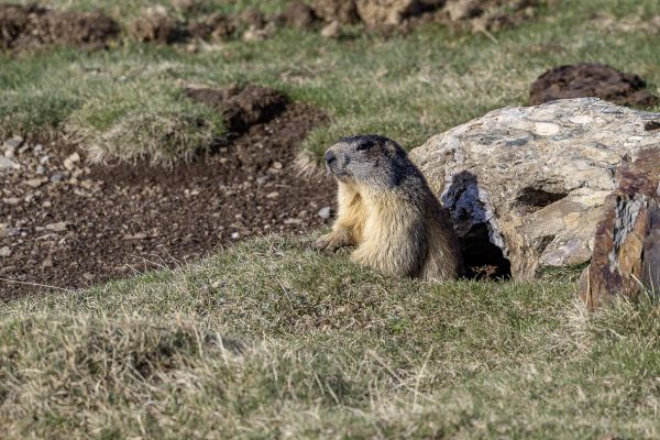 Alpine Marmot