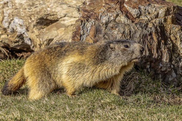 Alpine Marmot