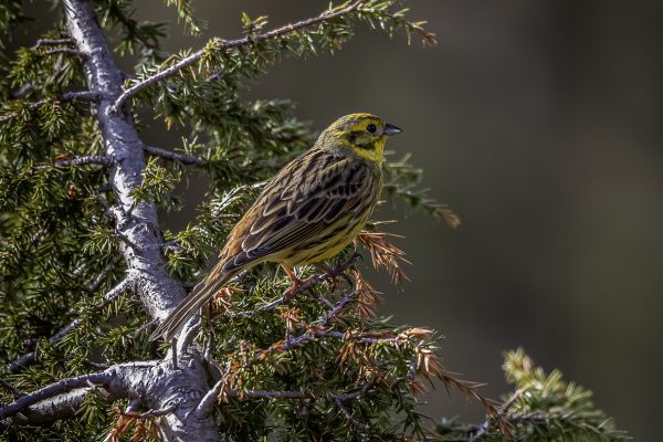 European Serin