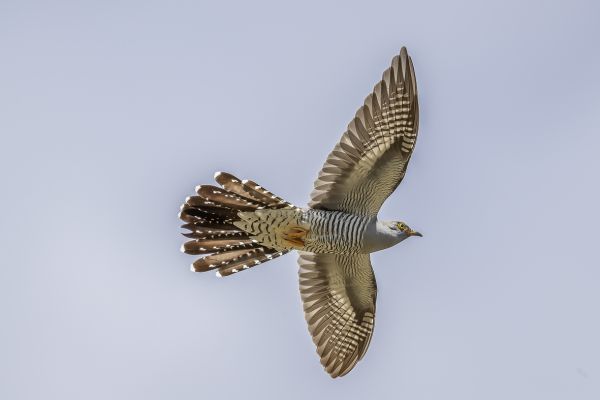 Common cuckoo