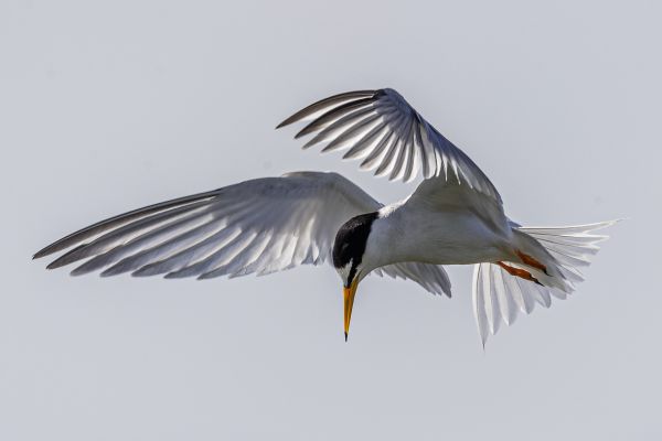 Little Tern