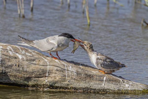 Common Tern