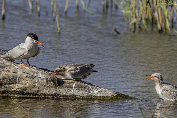 Common Tern