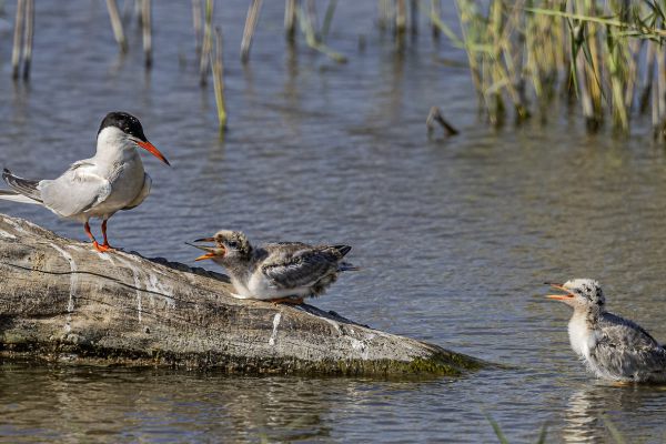 Common Tern