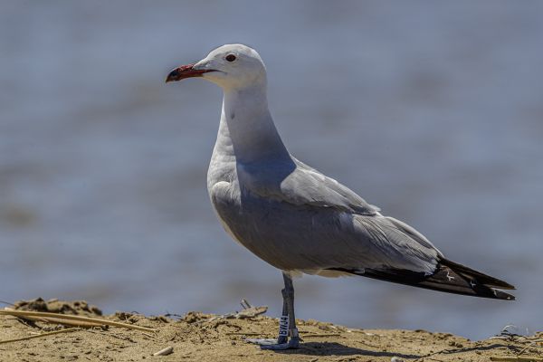 Audouin's Gull
