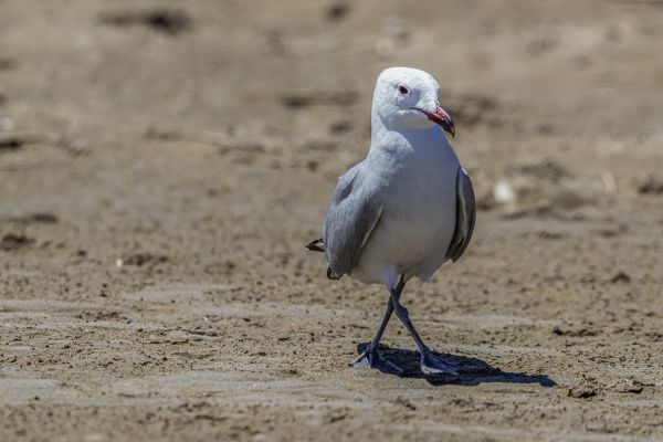 Audouin's Gull