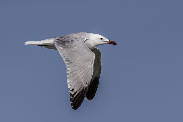 Audouin's Gull