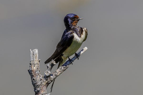 Barn Swallow