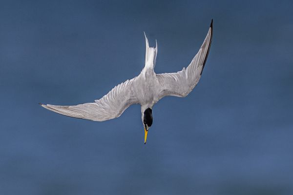 Little Tern