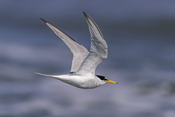 Little Tern