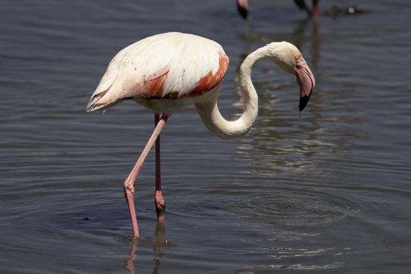 Greater Flamingo