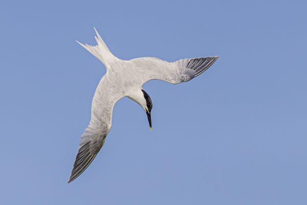 Sandwich Tern