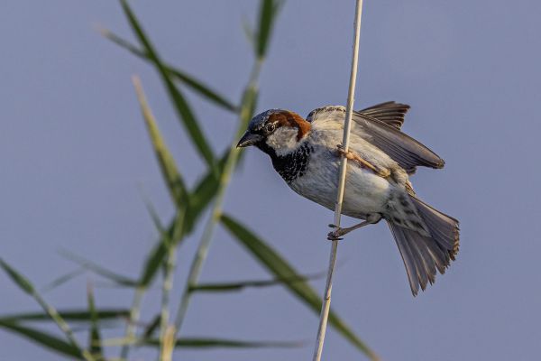 House Sparrow