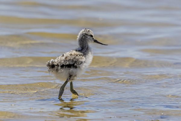 Pied Avocet